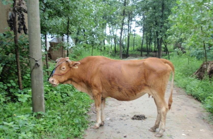 北京最新求一个套医保卡的黄牛是真的吗方法分析(最方便真实的北京求一个套医保卡的黄牛是真的吗还是假的方法)